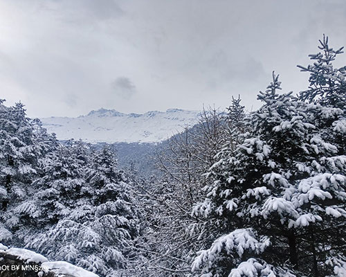 the maplewood hotel and spa gangtok