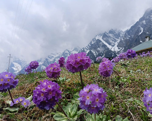 the maplewood hotel and spa gangtok
